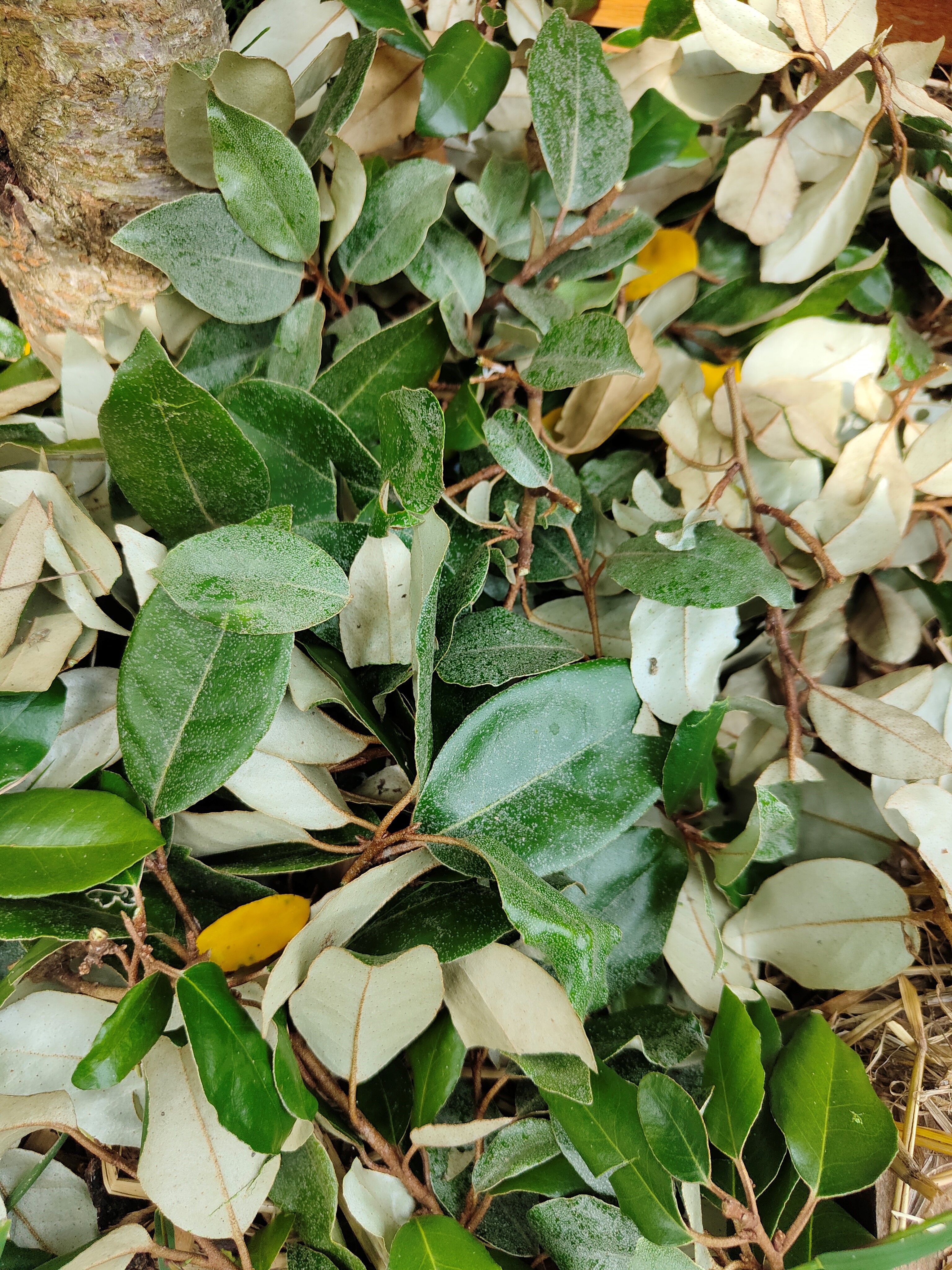 image de broyat de jeunes rameaux d’arbres