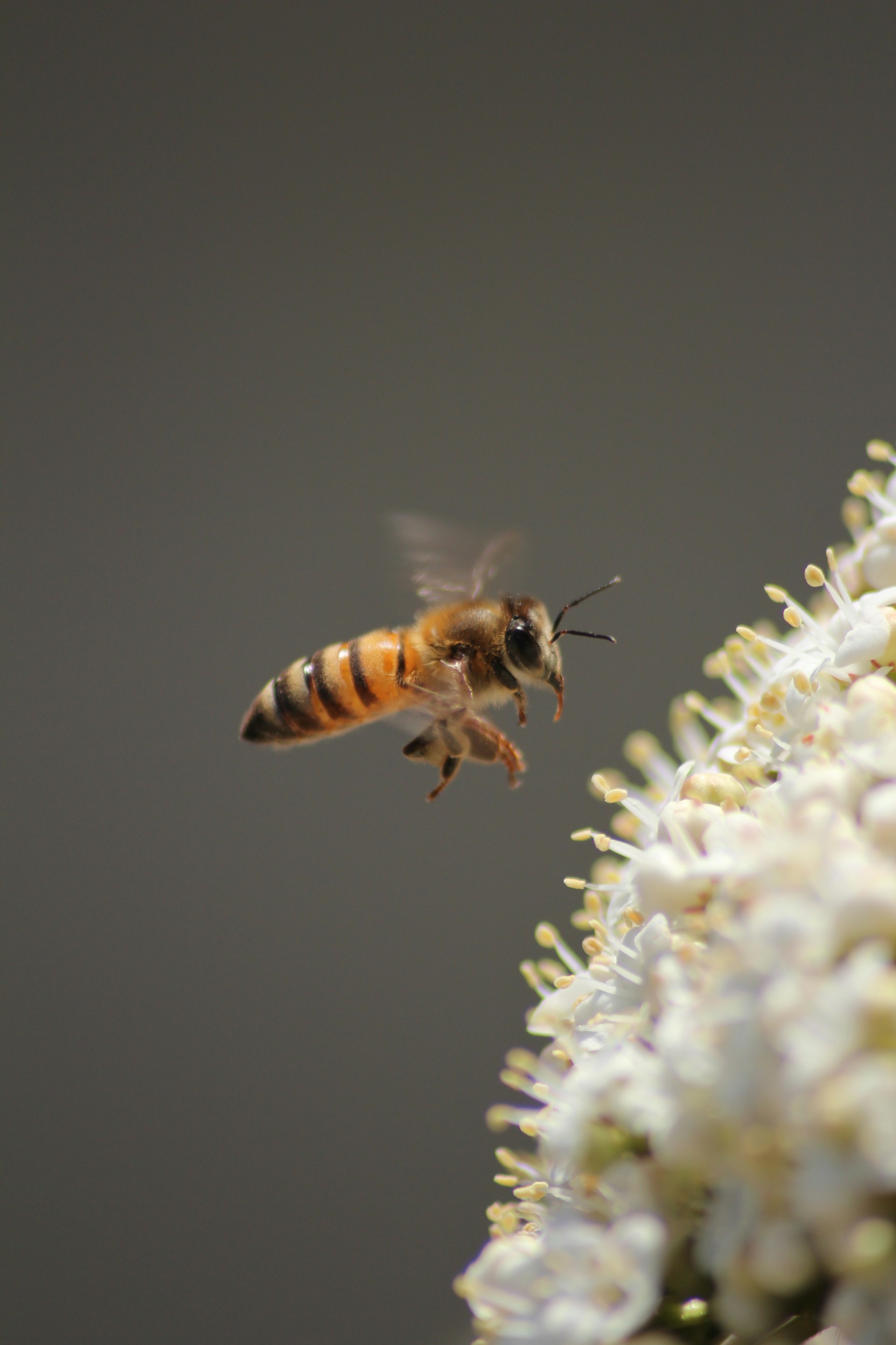 photo d'une abeille sur une fleur