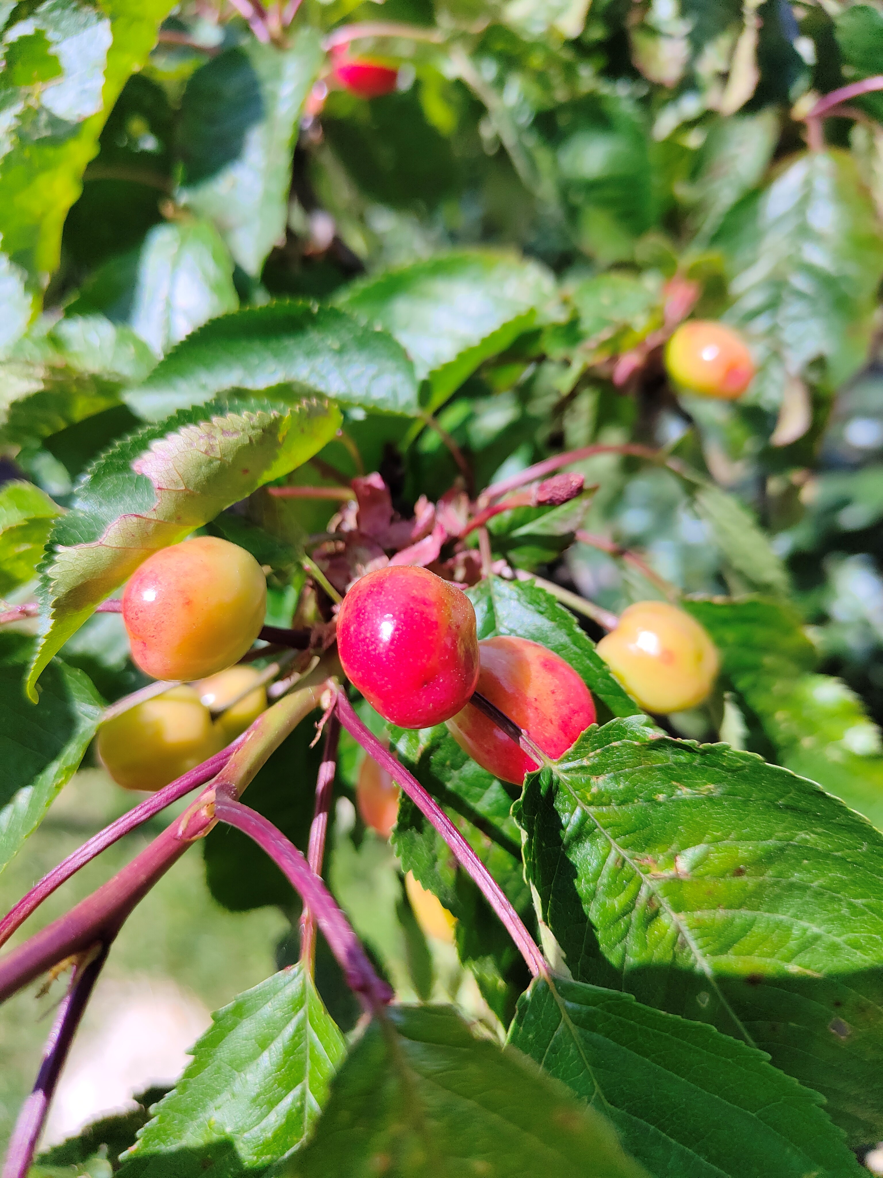 image de cerises