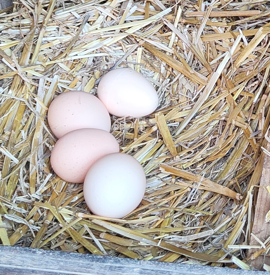 image d'oeufs dans un nid de poules