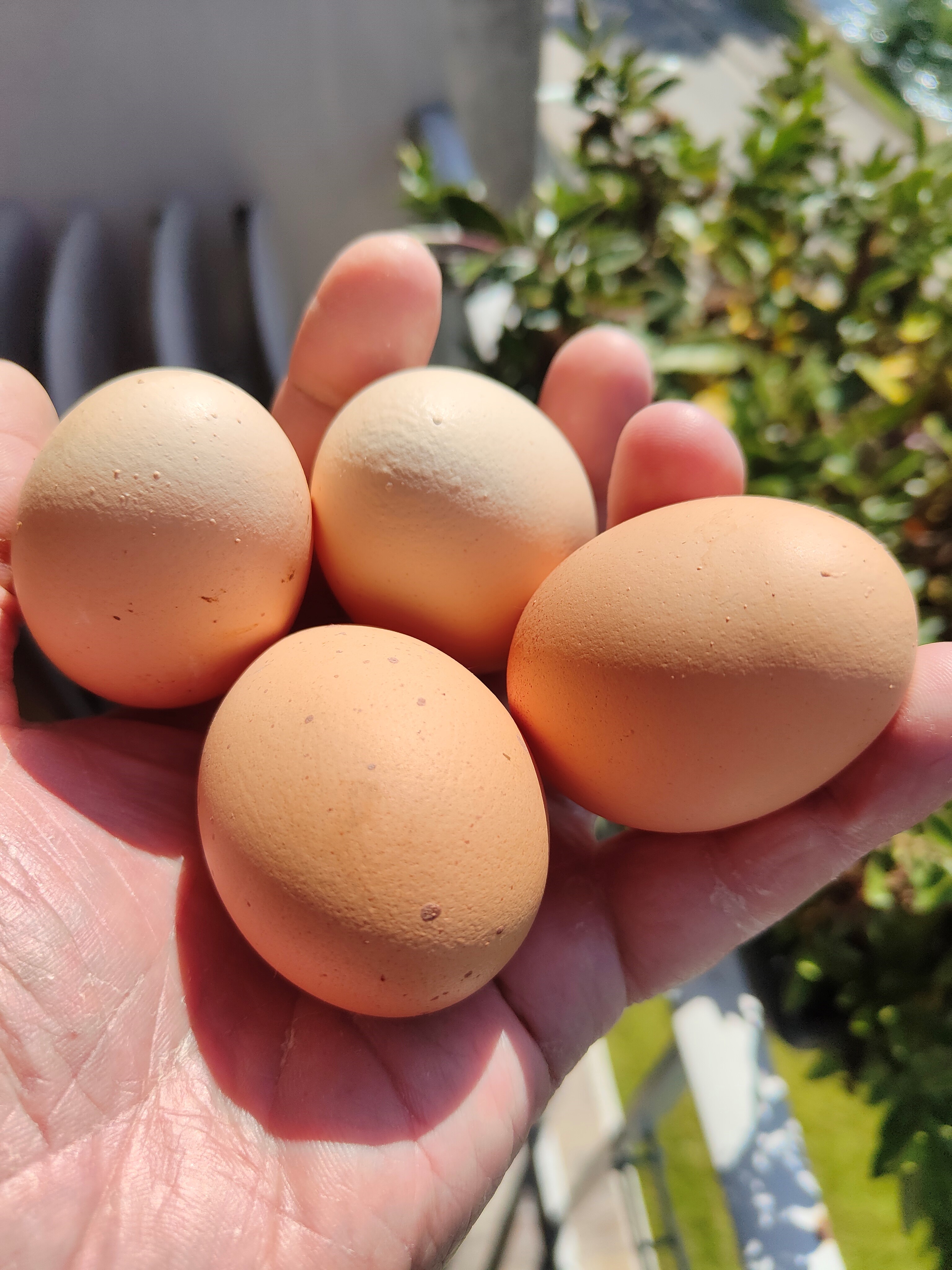 image d'oeufs de poules