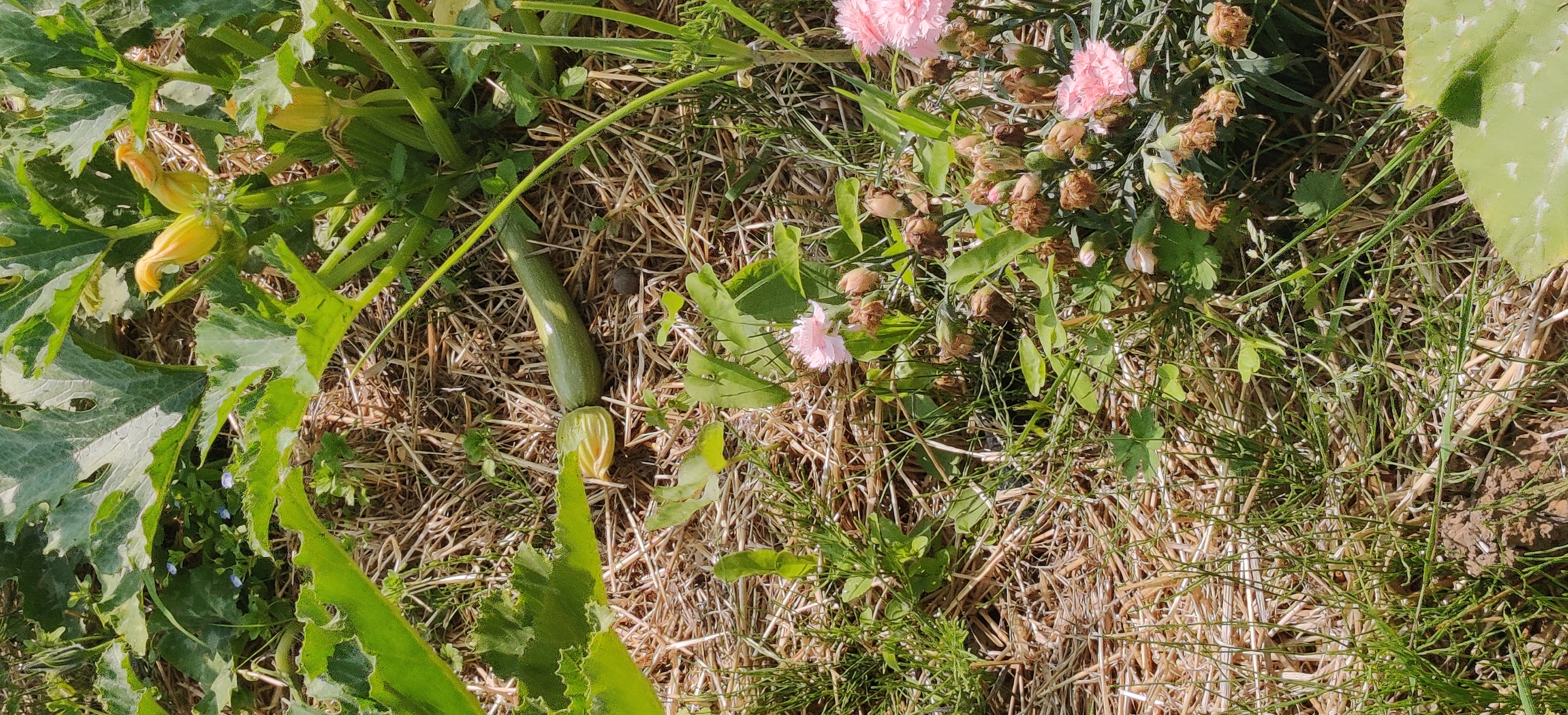 image de fleur pivoine