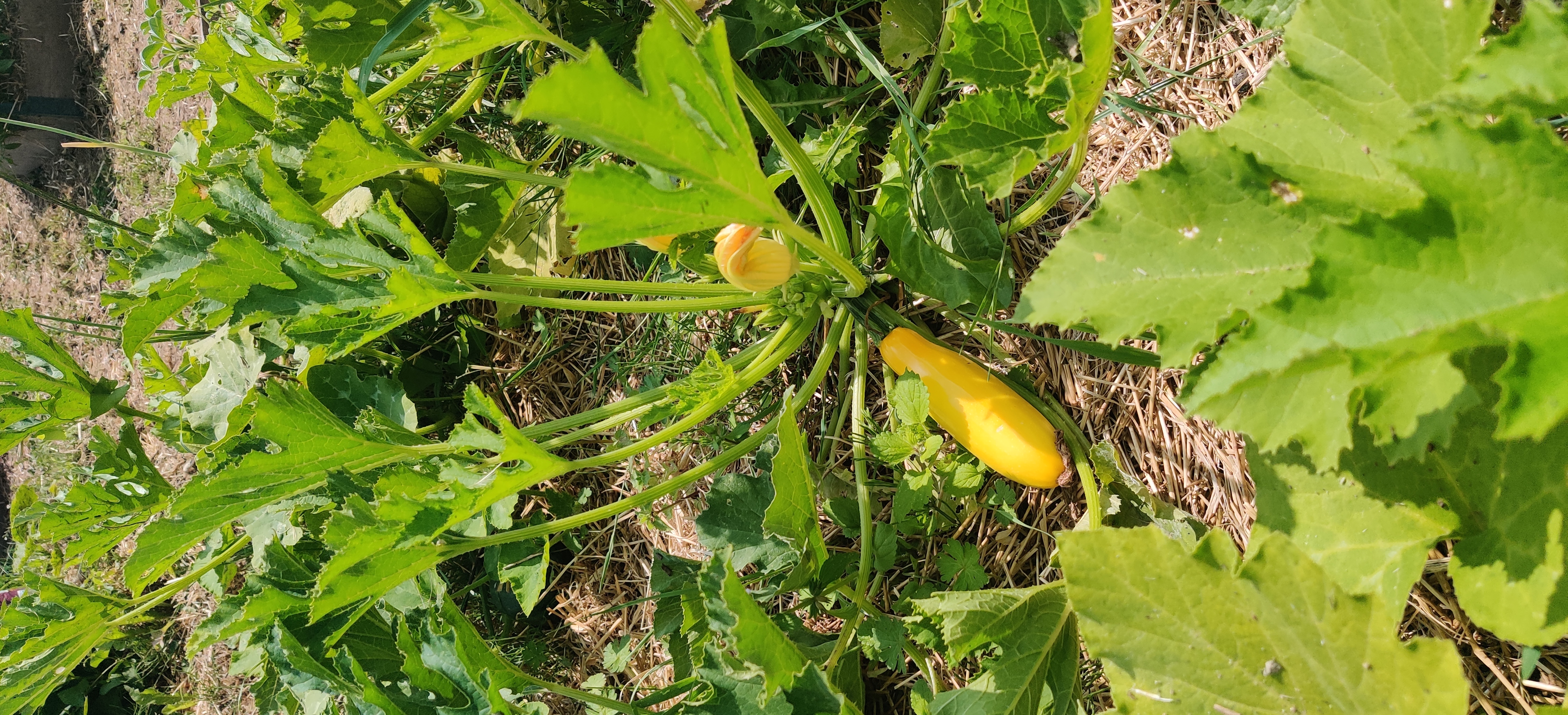 image d'une citrouille