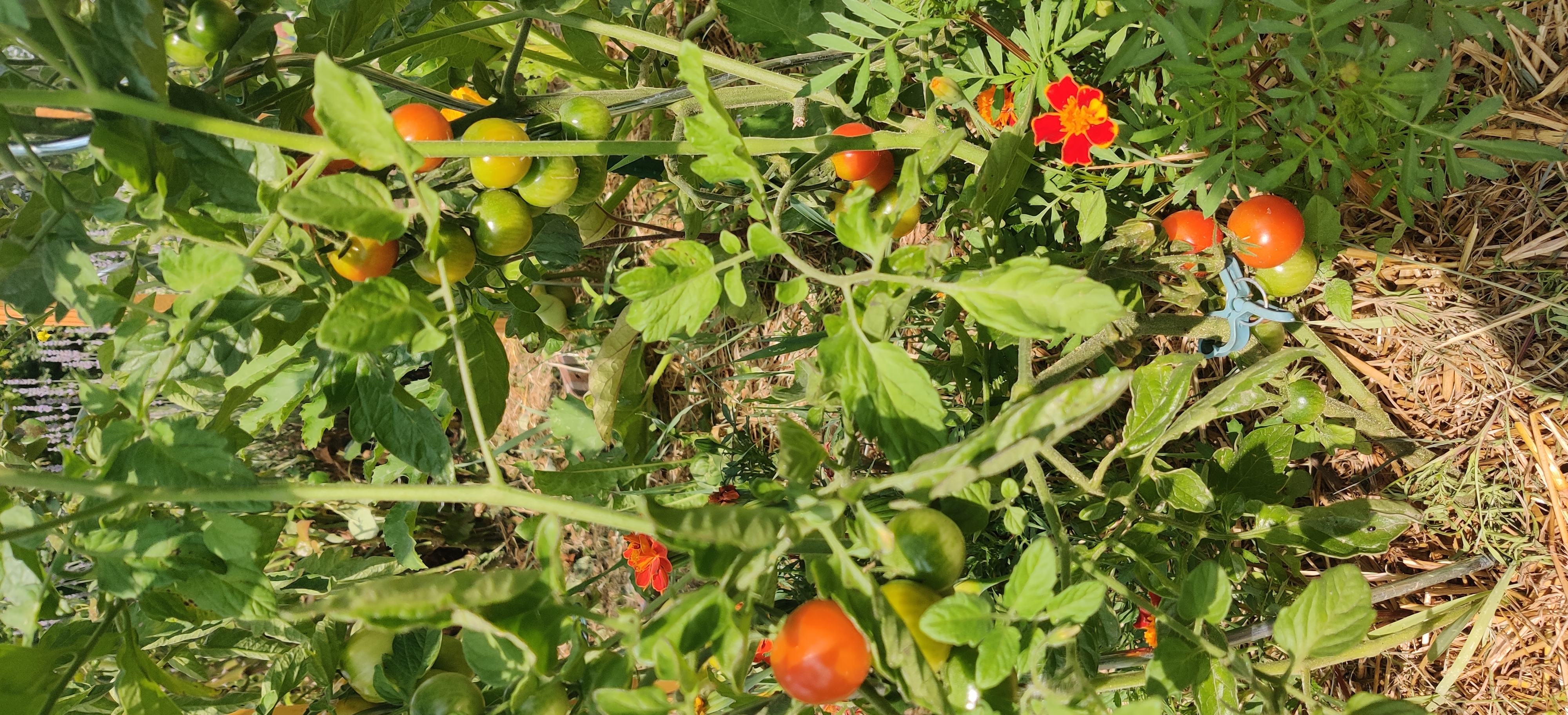 image de cerises